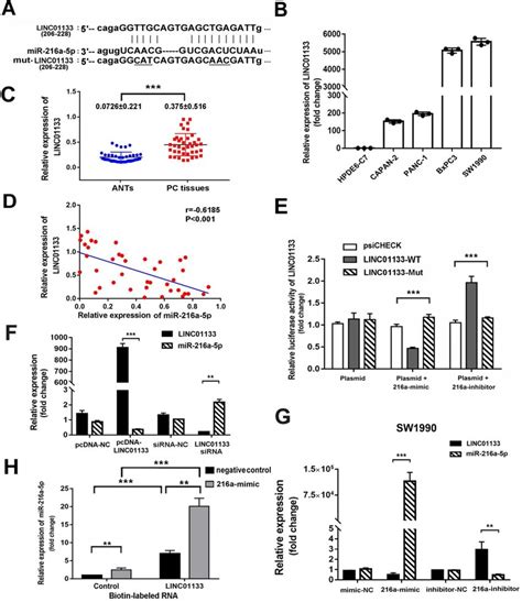 Reciprocal Repression Between Linc01133 And Mir 216a 5p A Schematic Download Scientific