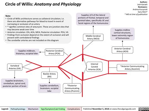 Circle Of Willis Anatomy And Physiology Calgary Guide Circle Of