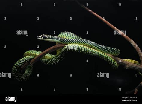 Paradise Flying Snake, Chrysopelea paradisi Stock Photo - Alamy