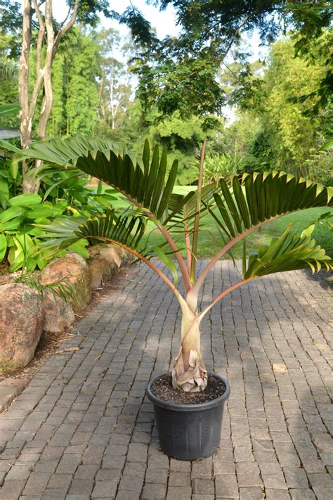 Hyophorbe Lagenicaulis Bottle Palm