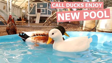 Call Ducks Get A New Pool Pet Call Ducks Swimming YouTube