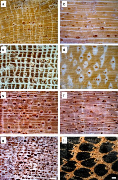 Contrasting Wood Anatomical Features A H Of Tropical Lowland