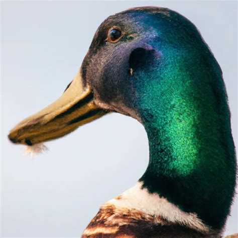 Hunting Mallard In California: A Duck Hunter’s Paradise – Goenthusiast