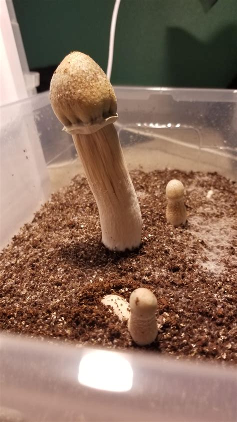 Albino Penis Envy Revert Getting Big How Do I Know When Its Ready To