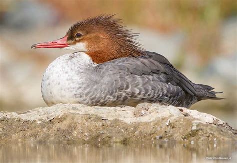 Common Merganser | Ducks Unlimited