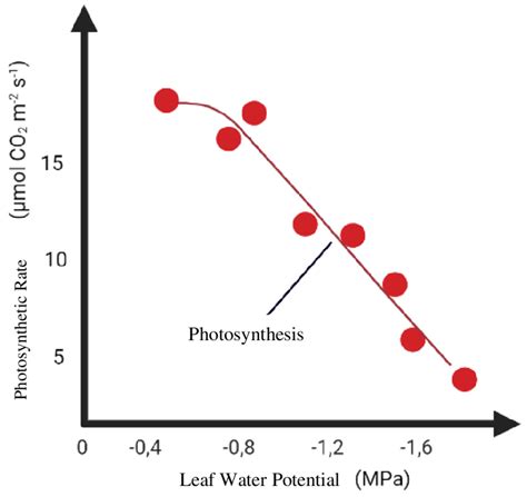 Effect Of Water Stress On The Photosynthetic Rate Of Helianthus Annuus