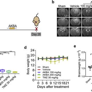 AKBA Suppressed The Growth Of U87 MG Orthotopic Tumors A Schematic