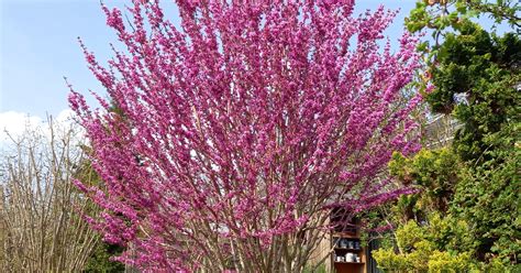 Cercis Chinensis Avondale Chinesischer Judasbaum Gartenpflanzen Daepp