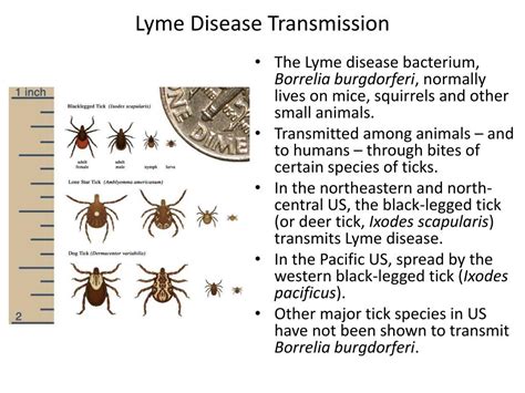 Ppt Disease Ecology Powerpoint Presentation Free Download Id604194