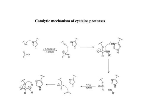 BT631-Lec31-Proteases