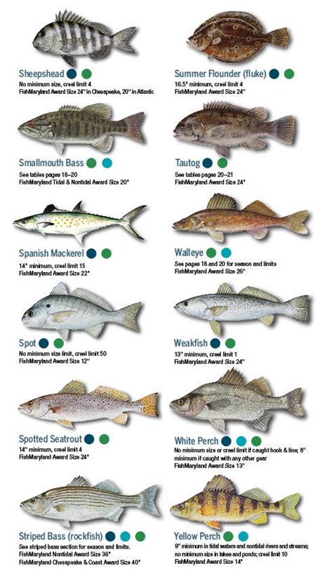 Fish Identification Maryland Fishing Regulations Sexiezpicz Web Porn