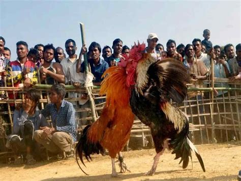rooster fighting season set    andhra science  governs