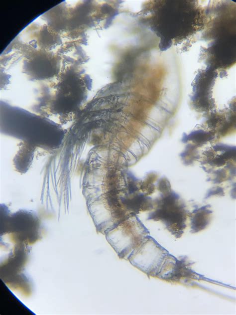 What Is This Found In Pond Water Rmicrobiology