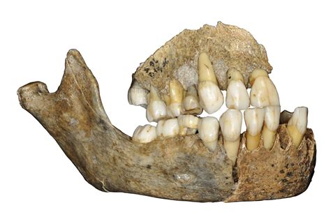 Ancient Dna Reveals New Twists In Neanderthal Migration