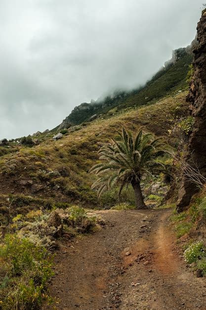 Premium Photo Palm Tree In The Middle Of A Path In Anaga Country Park