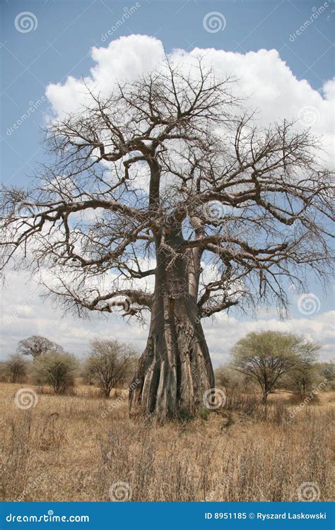 Baobab Stock Image Image Of Missing Leafless Large 8951185