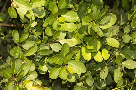 Yerba Mat Ilex Paraguariensis Ultimate Guide