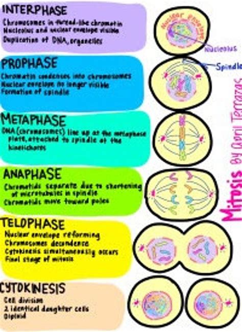 Is interphase part of mitosis