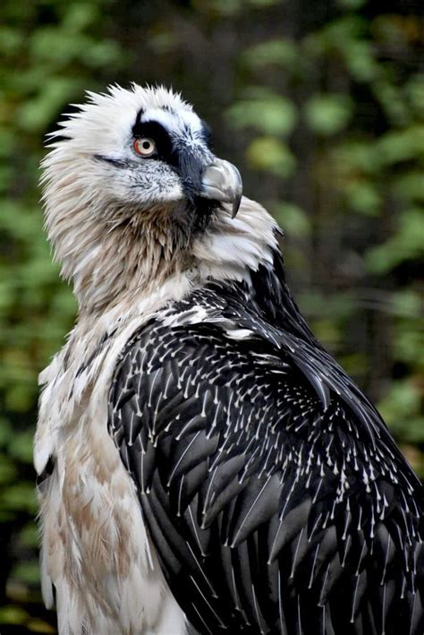 Witness The Majesty Of Vultures Click To Watch The Educational Video