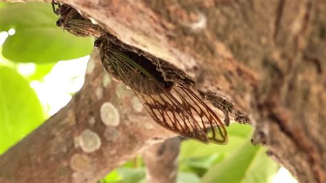 Cicadas Emergence May Feel A Little Wet From The Power Of Their Pee