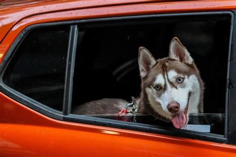 How To Order A Dairy Queen Pup Cup To Treat Your Dog