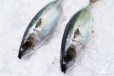 Blue Mackerel | Fresh Whole Fish Delivery Sydney - Manettas