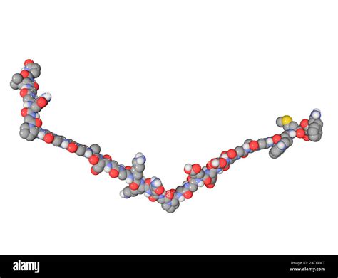 Gastrin hormone molecule. Computer model showing the structure of the ...