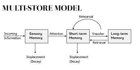 Multi Store Model Of Memory Flashcards Quizlet