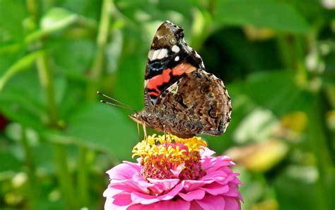 Mariposa Insecto Vistoso Foto Gratis En Pixabay Pixabay