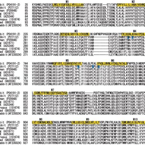 Amino Acid Alignments Of Closely Related P Type Atpases Sr Ca 2 Atpase