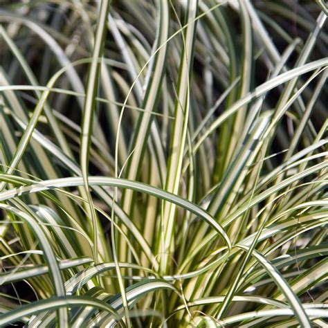 Carex Muskingumensis 1 Muskingum Sedge Scioto Gardens Nursery