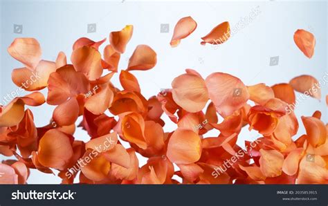 Flying Rose Petals Isolated On White Stock Photo 2035853915 Shutterstock