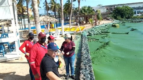 Inician Estudios Del Alga Verde En El Lago De Maracaibo Con Apoyo De La