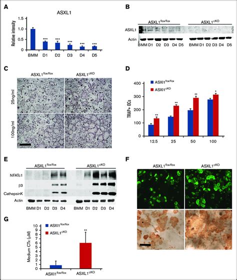 ASXL1 Deletion In Myeloid Lineage Cells Promotes Osteoclastogenesis