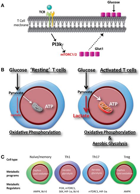 Frontiers Glucose Metabolism Regulates T Cell Activation