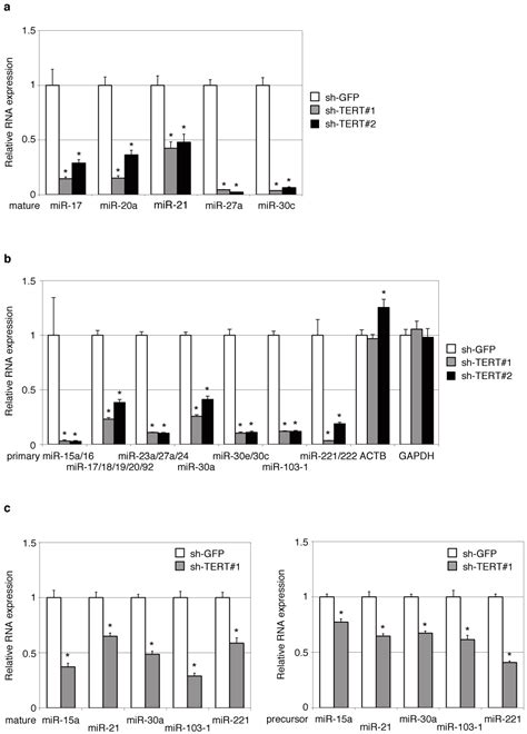 Ijms Free Full Text Telomerase Reverse Transcriptase Regulates