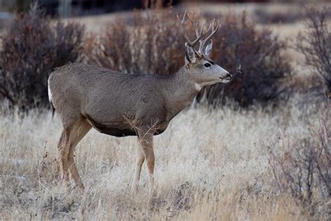 Scientists Warn ‘zombie Deer Disease’ Could Spread To Humans As Cases Surge Across Us The