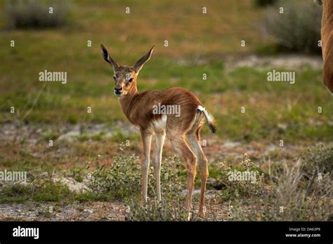 Springbok Fawn Antidorcas Marsupialis Etosha National Park