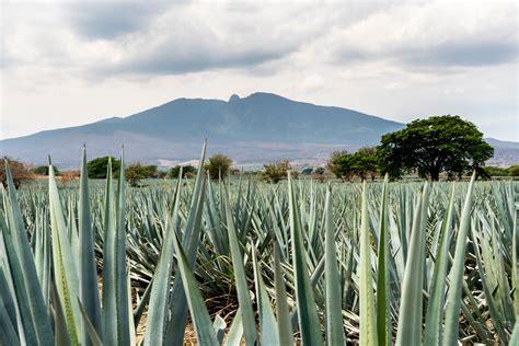 Volcán Tequila allí donde nace la magia y la bebida mexicana Traveler