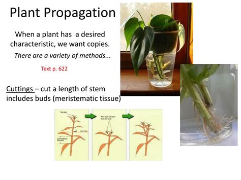 Ppt Chapter 24 Reproduction Of Seed Plants Powerpoint Presentation Free Download Id 1951633