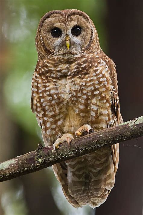 10 Best Images About Northern Spotted Owls On Pinterest Technology