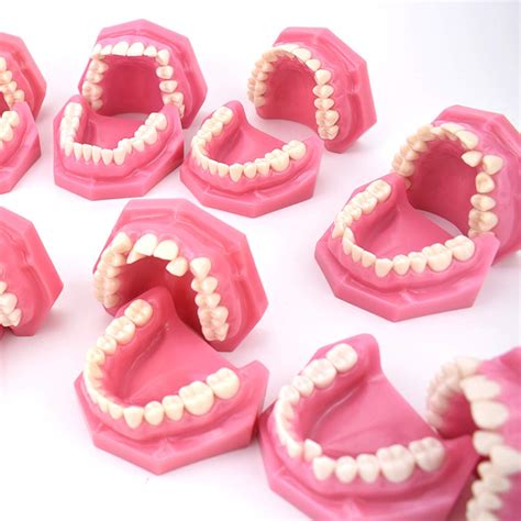 Buy FXQ Dental Teeth Model Malocclusion Classification Demonstration