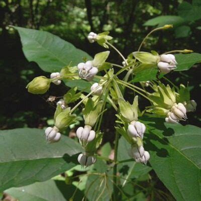 Asclepias Exaltata Blue Thumb