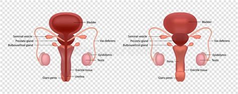 Realistic Vector Illustration Of Male Human Reproductive System With