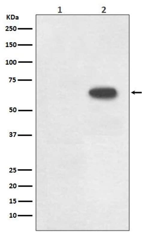 Cdc6 p Ser54 Antibody SR2085 Novus Biologicals 50 μg Unconjugated