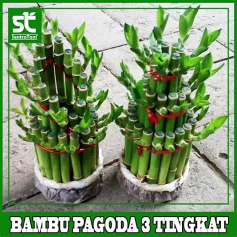 Jual Tanaman Bambu Rejeki Pagoda Tingkat Sentratani