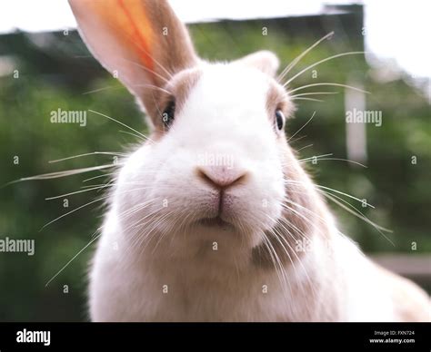 Brown And White Bunny Rabbit Outside Mix Of Flemish Giant And Dwarf