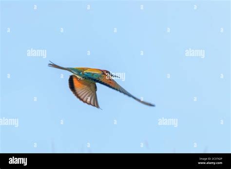 European Bee Eater In Flight Merops Apiaster Stock Photo Alamy