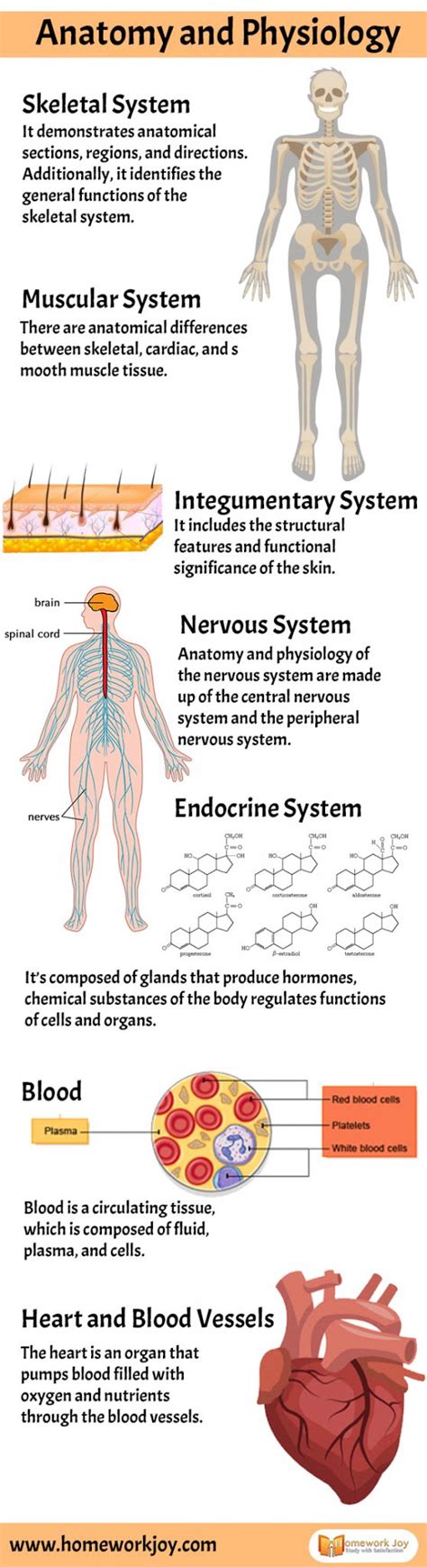 Anatomy And Physiology Infographics Homework Joy