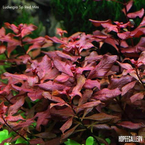 Jual Ludwigia Sp Red Mini Batang Tanaman Aquascape Shopee Indonesia